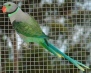 Malabar Parrot