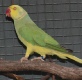 Indian Ringneck Parrot Mutations