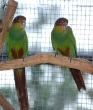 quakers Blue throats conures