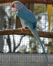 Indian Ringneck Parrot Mutations