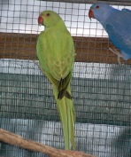 Indian Ringneck Parrot Mutations